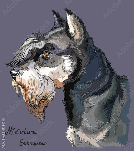 Miniature Schnauzer colorful vector hand drawing portrait