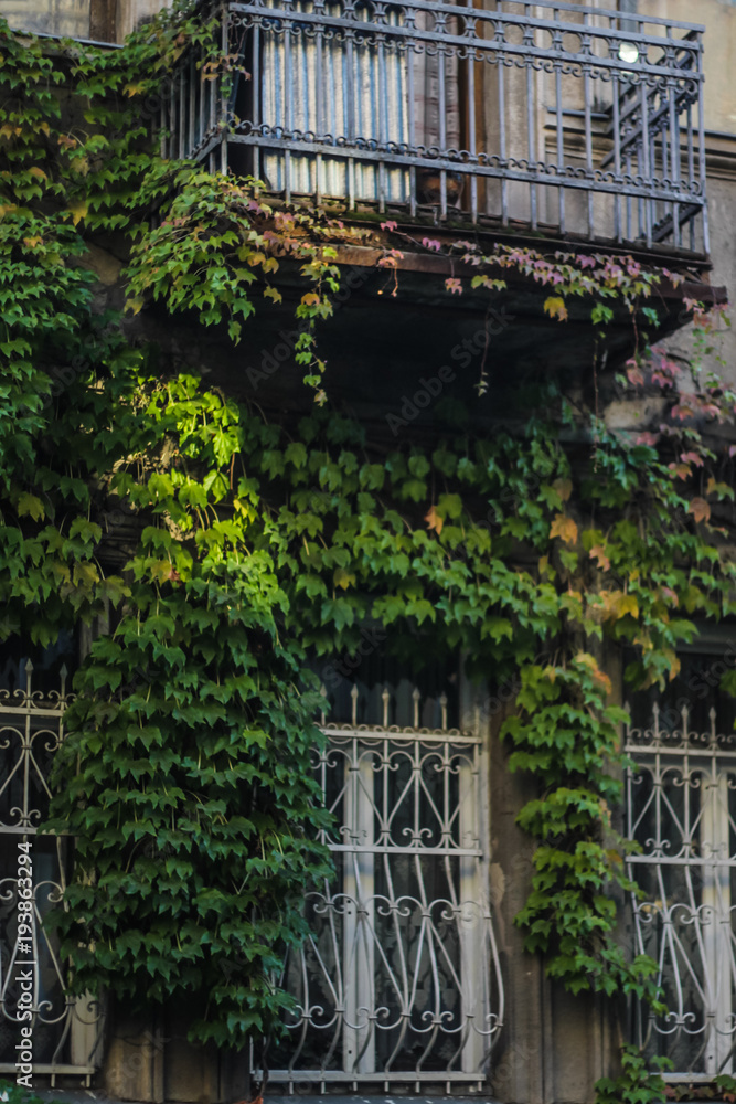 ivy on wall with windows