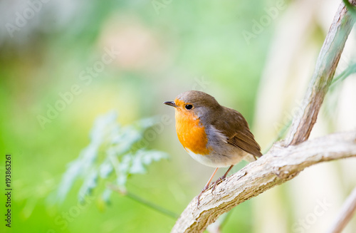 A little robin in the garden with green background. Redbreast. Rubecula Erithacus. 