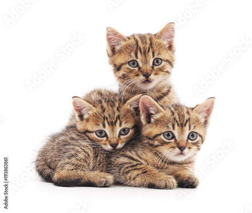 Three small kittens. © voren1