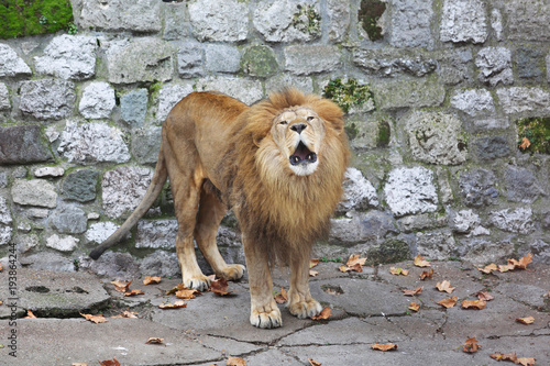 Old Lion roaring inside of rocky cage in zoo