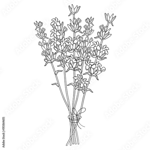 Vector bouquet with outline Lavender flower bunch and bud in black isolated on white background. Ornate perfume Lavender herb in contour style for summer design and coloring book.