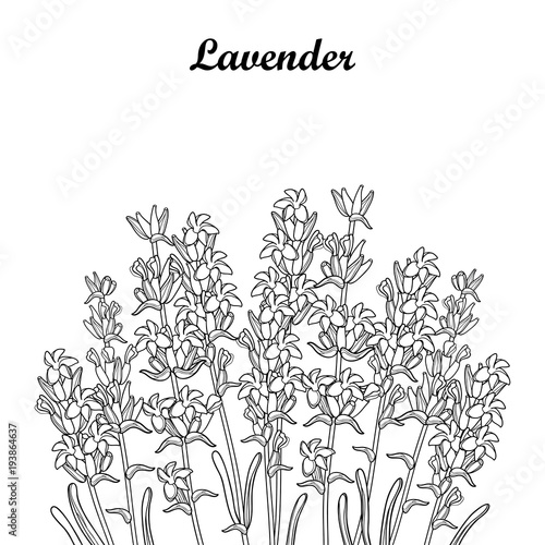 Fototapeta Naklejka Na Ścianę i Meble -  Vector bouquet with outline Lavender flower bunch, bud and leaves in black isolated on white background. Ornate perfume Lavender herb in contour style for summer design and coloring book.