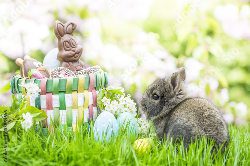 Hase mit Osterkorb auf Wiese photo