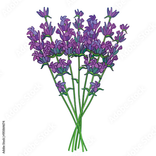 Fototapeta Naklejka Na Ścianę i Meble -  Vector bouquet with outline Lavender or Lavandula flower bunch and bud in violet isolated on white background. Ornate fragrance Lavender herb in contour style for summer design.