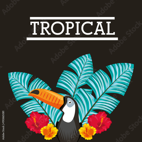 tropical toucan hibiscus flower leaves dark background vector illustration