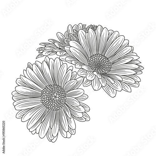 Fototapeta Naklejka Na Ścianę i Meble -  Abstract hand-drawn  flower chamomile. Element for design. 