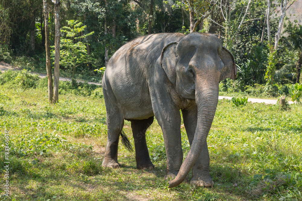 Fototapeta premium Elephant enjoying their retirement in a rescue sanctuary