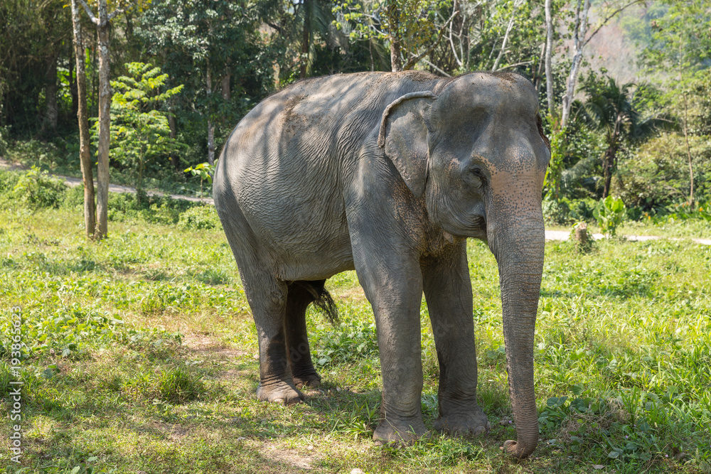 Fototapeta premium Elephant enjoying their retirement in a rescue sanctuary