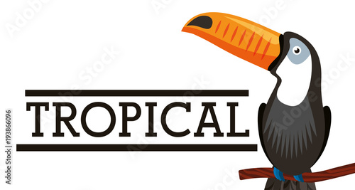 tropical toucan bird animal on branch white background vector illustration