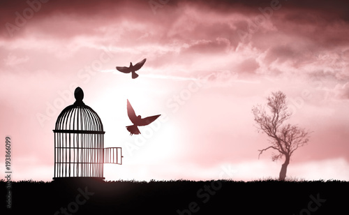 bird cage on the grass at sunset