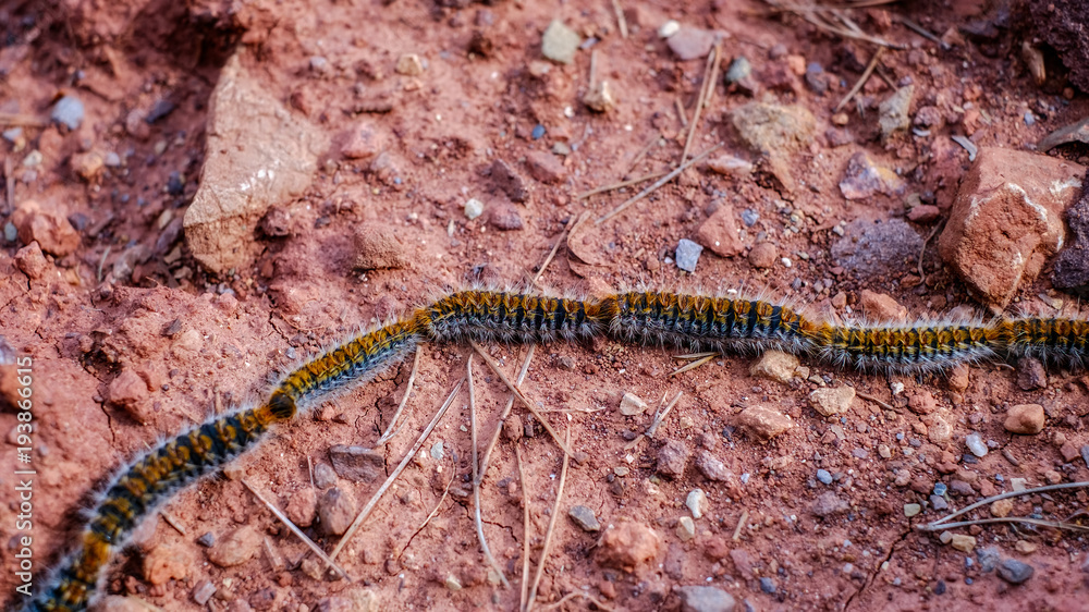 Obraz premium Caterpillars in the row