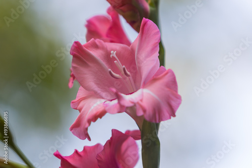 Obraz na płótnie Single pink gladiolus flower