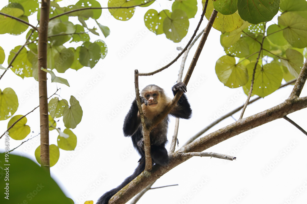 Obraz premium capuchin monkey looking at the camera