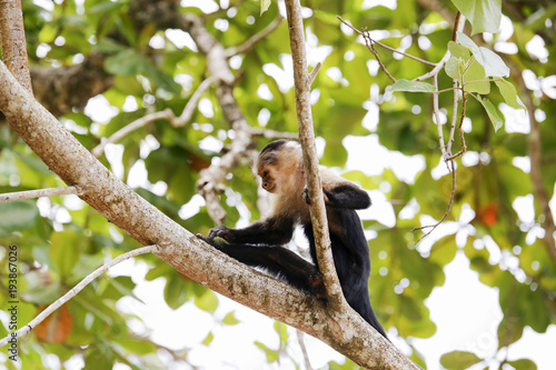 Tableau sur toile monkey delousing his feed