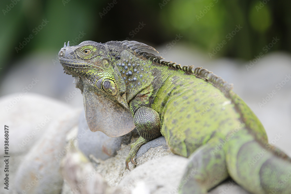 close up of green iguana