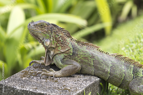 green iguana with huge crawls