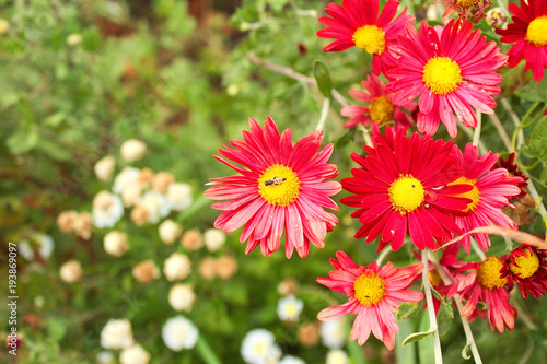 Beautiful bright  red daisies grow in the garden.  A bouquet of red daisies.