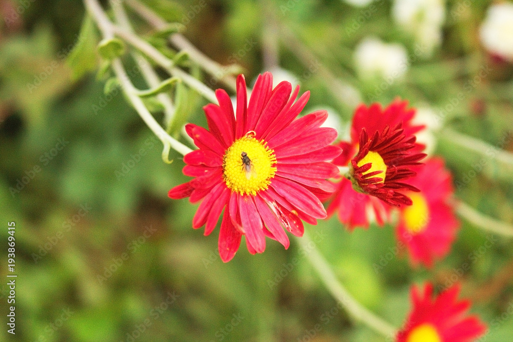 Obraz premium Beautiful bright, red daisies grow in the garden. A bouquet of red daisies.