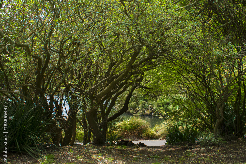 Naklejka premium Nature, landscape, forest, trees, green, spring, road, path, wood, leaves, leaf, season, environment
