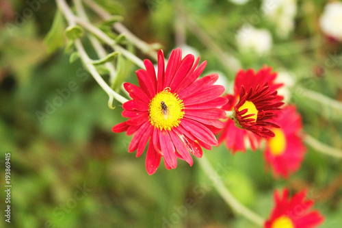 Beautiful bright  red daisies grow in the garden.  A bouquet of red daisies.