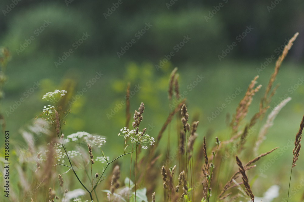 Summer grass close-up 649.