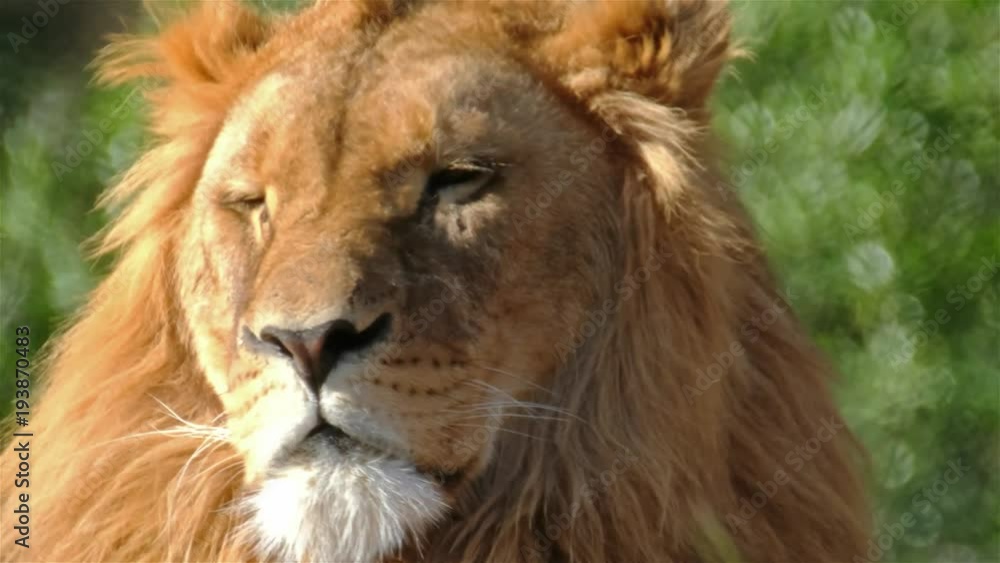 Close-up of male lion lying on a branch Close-up of male lion lying on a branch