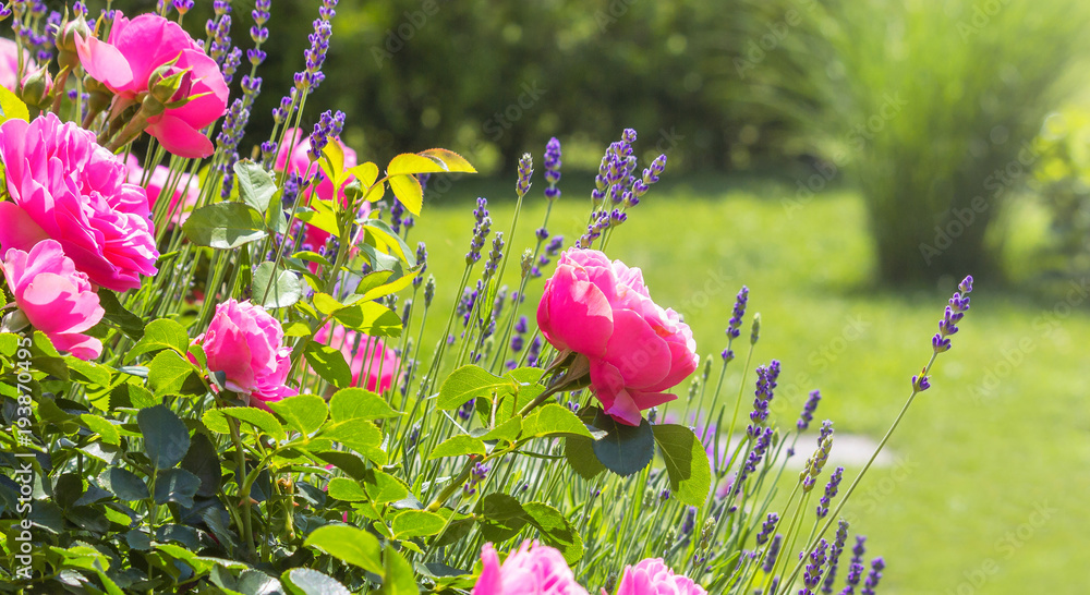 Fototapeta premium różowe róże w ogrodzie