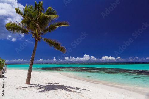 Fototapeta Naklejka Na Ścianę i Meble -  palm on a white sand beach; ocean and deep blue sky, Mauritius islan in Indian ocean