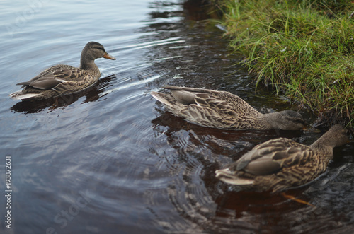 ducks