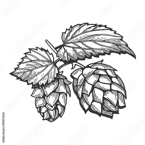 branch of hops with leaves