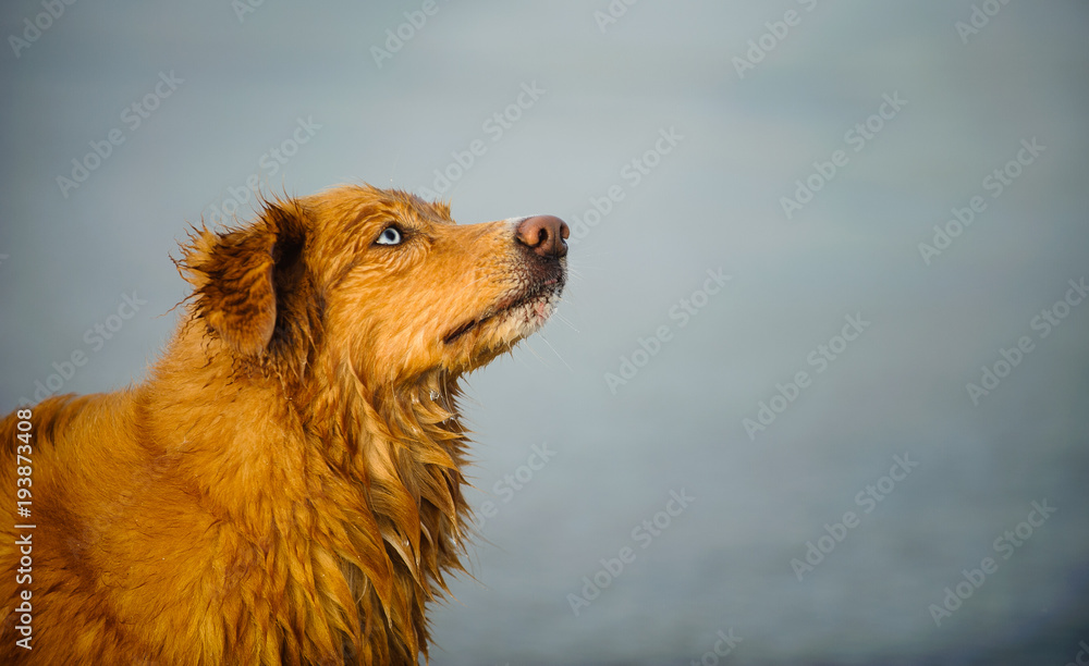 Nova Scotia Duck Tolling Retriever dog outdoor portrait Nova Scotia Duck Tolling Retriever dog outdoor portrait
