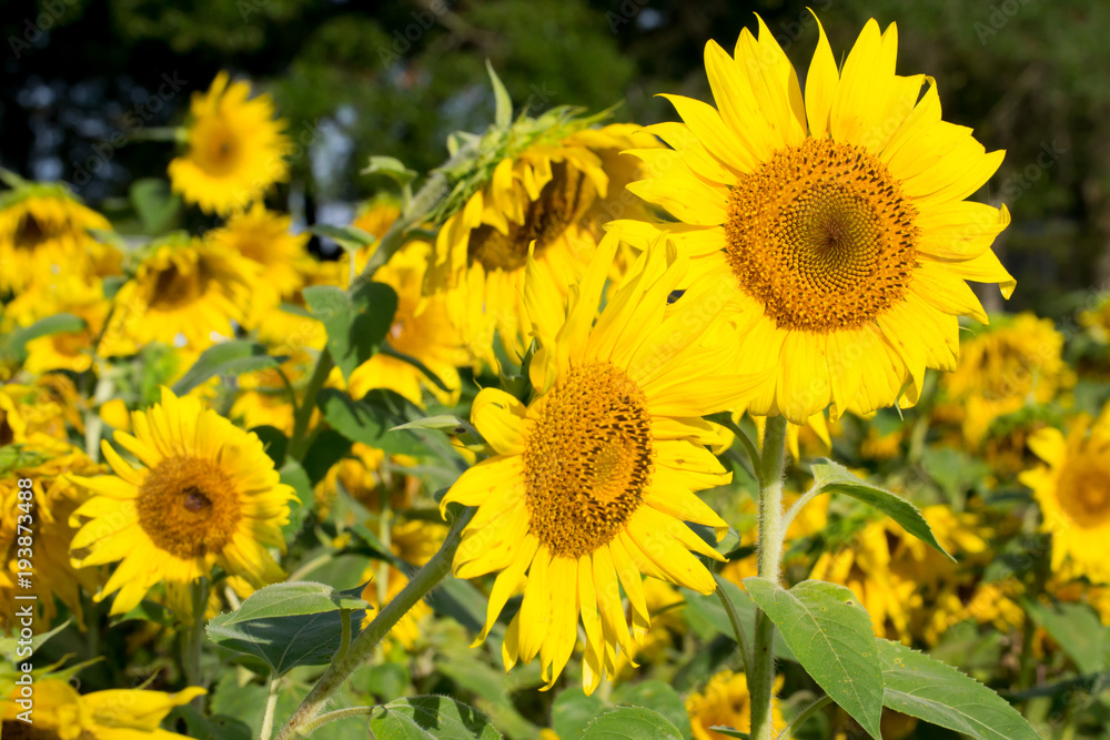 Happy sunflower field - nature and outdoor summer wonderland Happy sunflower field - nature and outdoor summer wonderland