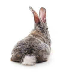 The back of a gray rabbit.