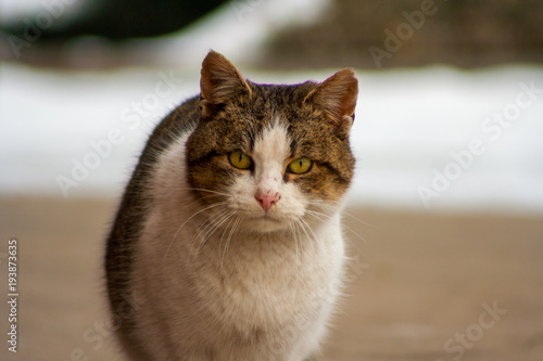 A cat with beautiful eyes standing on concrete in winter