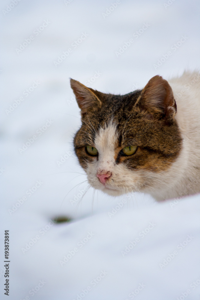 a sneaking cat on snow in winter