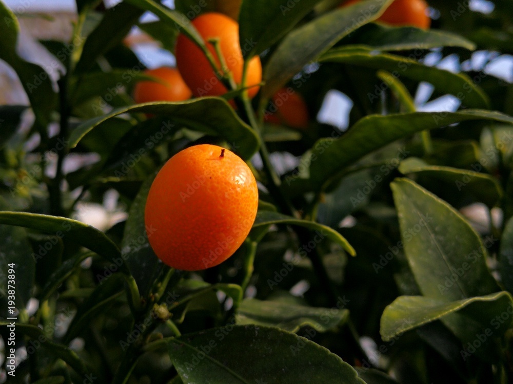 orange on tree orange on tree