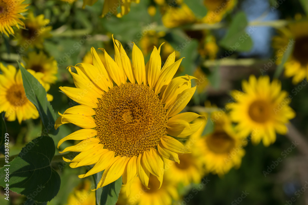Happy sunflower field - nature and outdoor summer wonderland Happy sunflower field - nature and outdoor summer wonderland