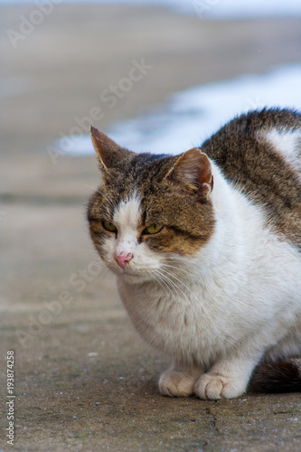 close up cat with yellow eyes lying on concrete in winter