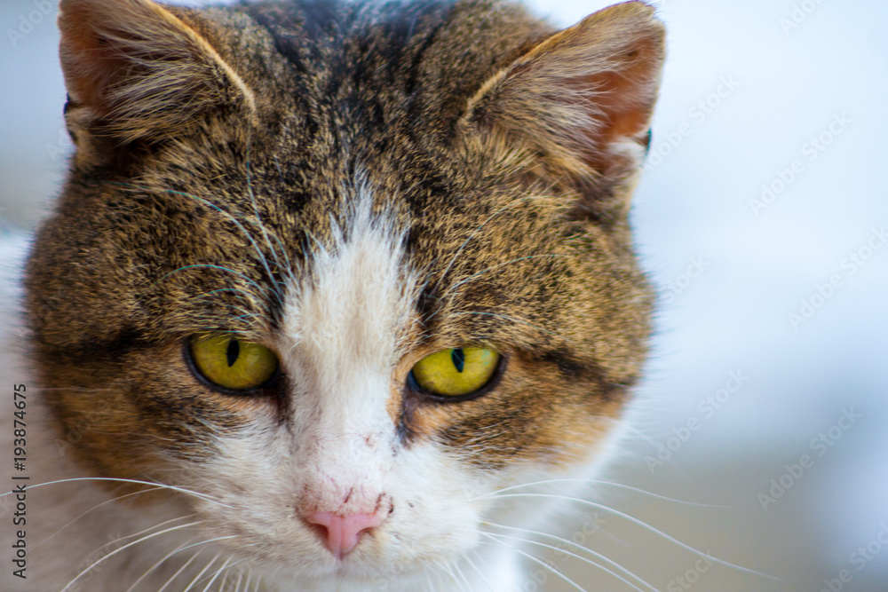 Close up of a cat's head with beautiful yellow eyes