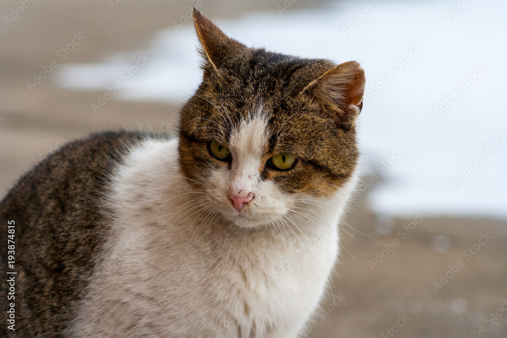 close up cat with yellow eyes lying on concrete in winter close up cat with yellow eyes lying on concrete in winter