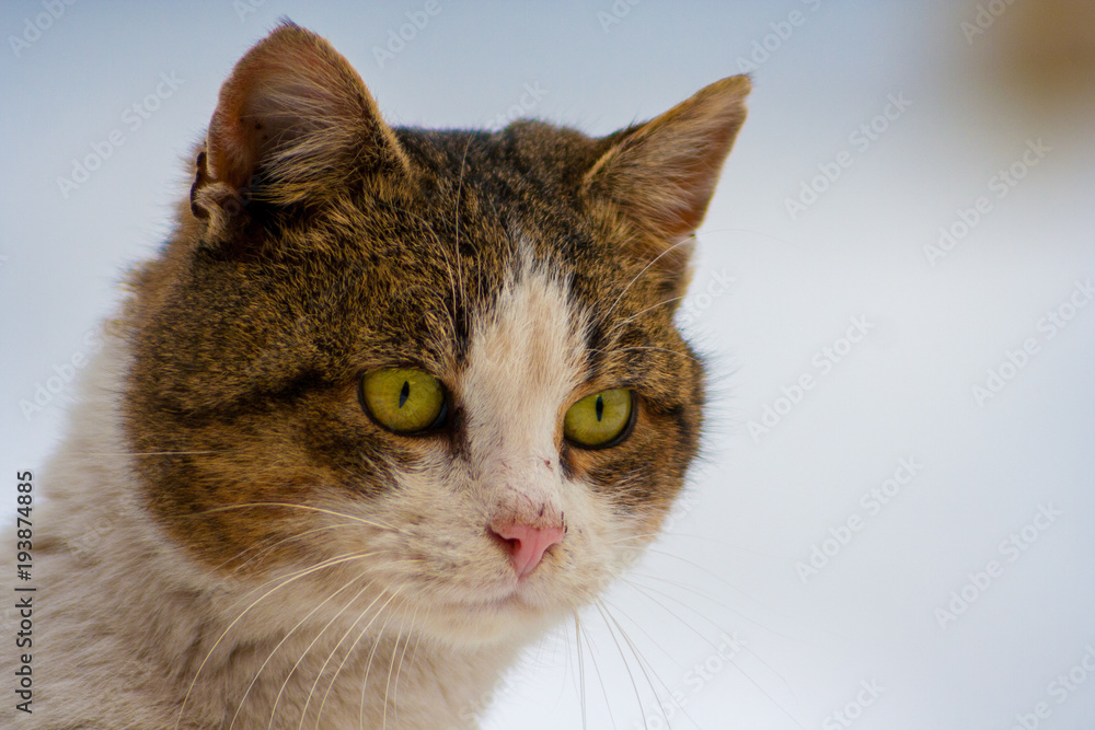 close-up of a cat with beautiful eyes on a white background in winter