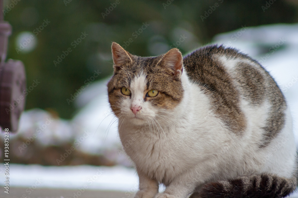 cat with raised ears in winter