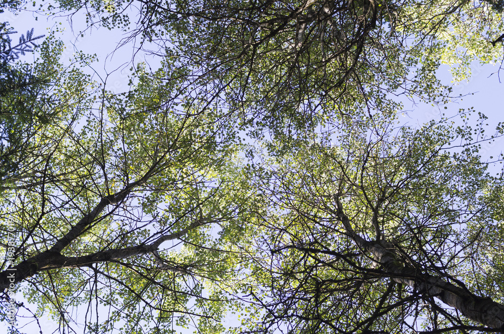 tree crowns in the summer forest. nature, background. tree crowns in the summer forest. nature, background.