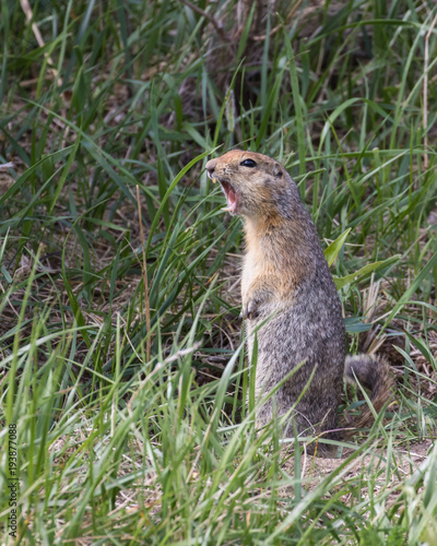 Arctic Ground Squirrel