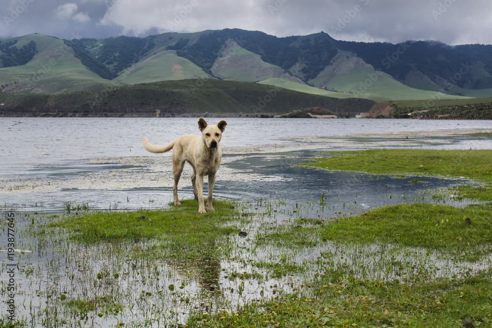 perro mestizo en orilla de lago del Mollar Tucuman Argentina perro mestizo en orilla de lago del Mollar Tucuman Argentina