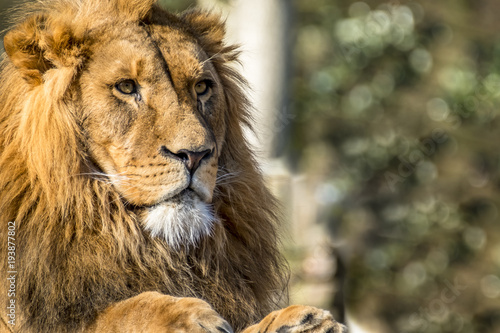 Fototapeta Naklejka Na Ścianę i Meble -  Close-up of male lion lying on a branch