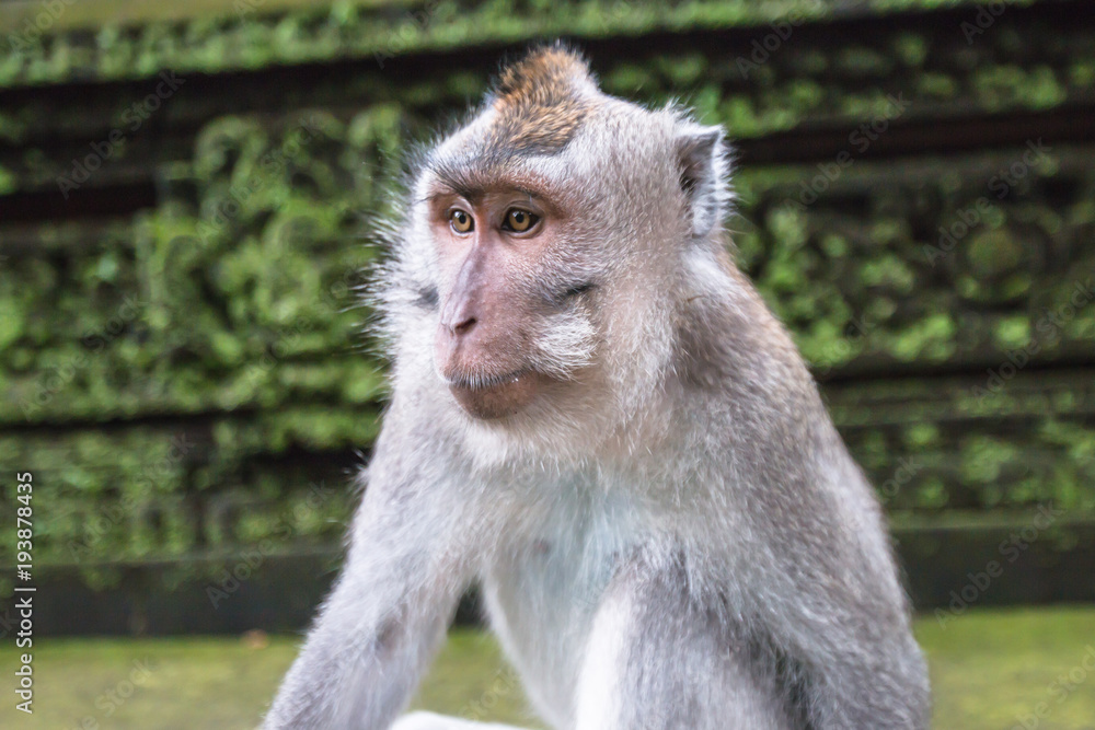 Close up of  monkey in monkey forest Ubud, Bali, Indonesia.