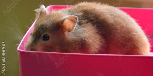 small gray syrian hamster in a pink box, pet