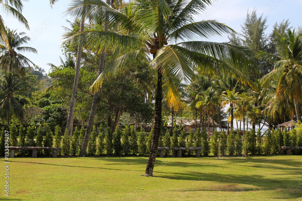 Coconut palms in garden. Nature and holidays in Thailand.